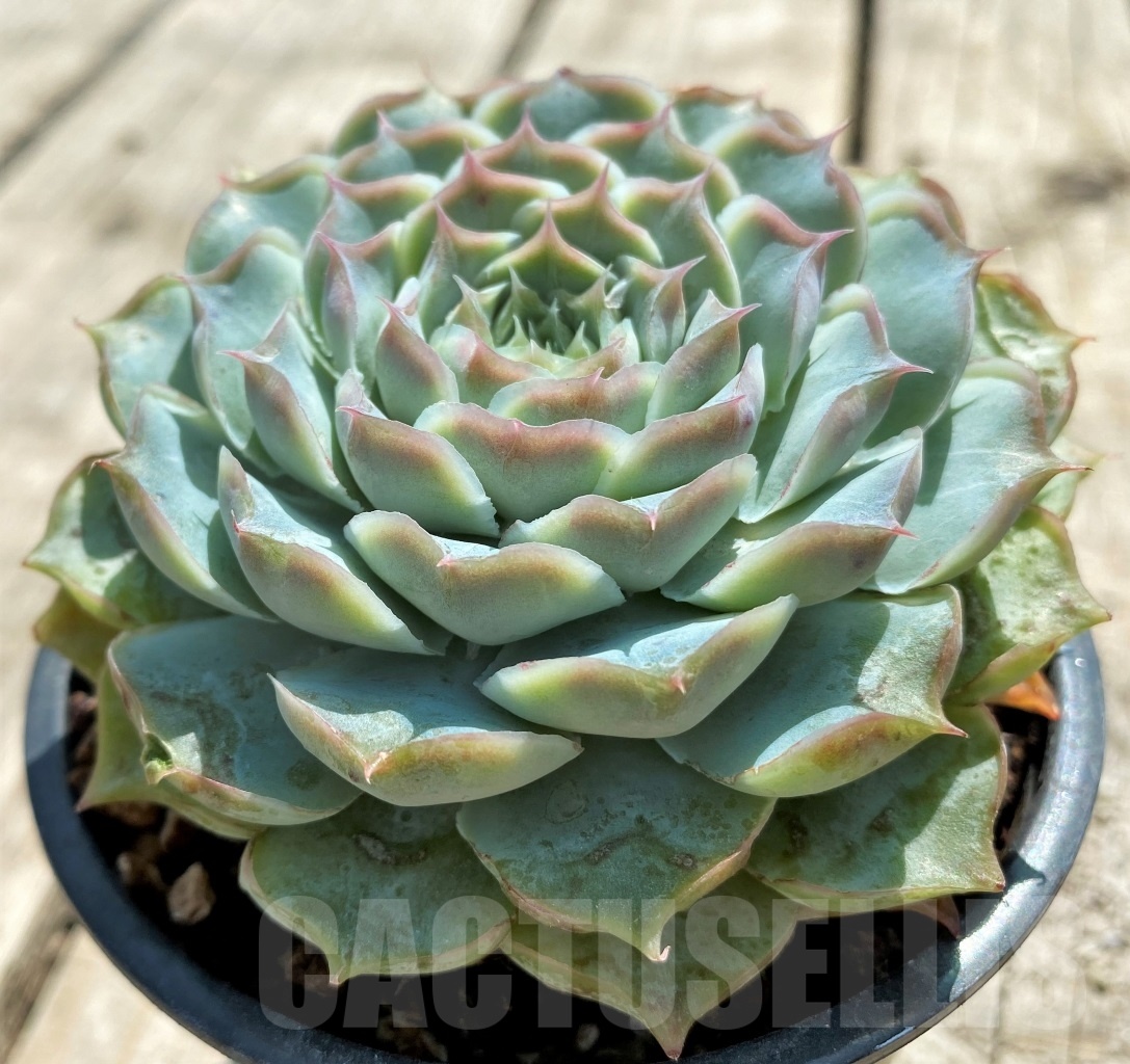 SHPR12757 Echeveria hybrid - immagine 3