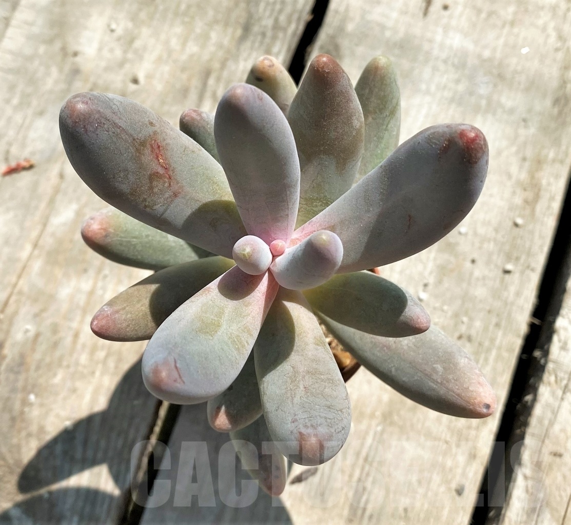 SHPR12760 Pachysedum ganzhou "Pink finger" - Image 2