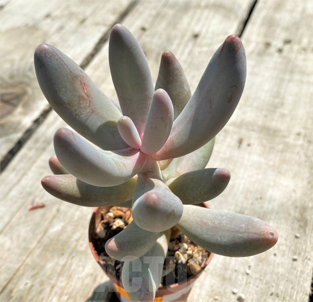 SHPR12760 Pachysedum ganzhou "Pink finger"