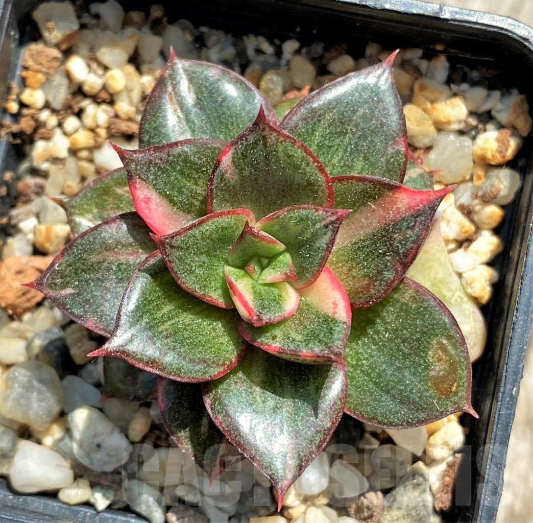 SHPR12763 Echeveria purpusorum ‘Monocerotis’ variegated