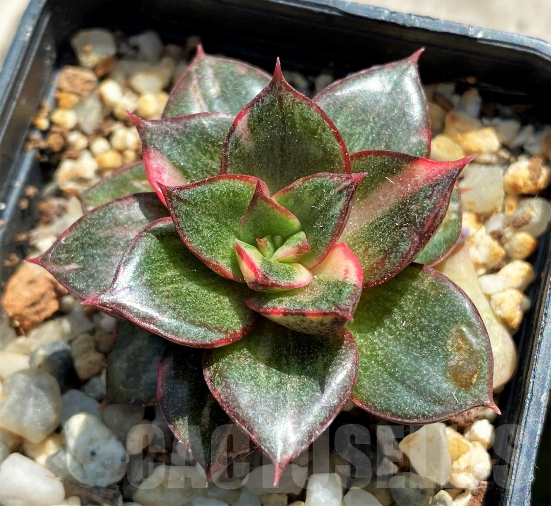 SHPR12763 Echeveria purpusorum ‘Monocerotis’ variegated - Image 2