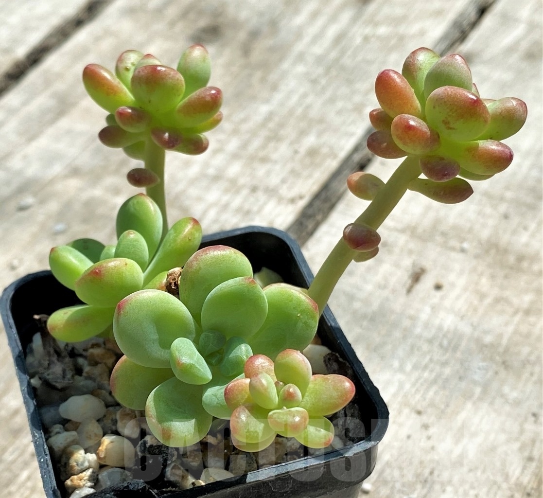 SHPR12764 Echeveria 'Shangri La' - Imagen 3