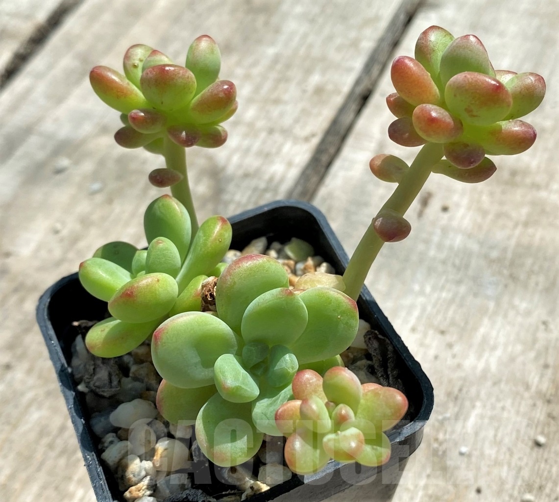 SHPR12764 Echeveria 'Shangri La' - Imagen 2