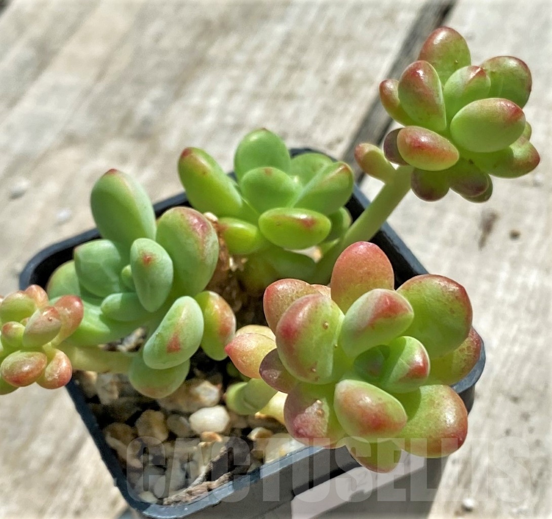 SHPR12764 Echeveria 'Shangri La'