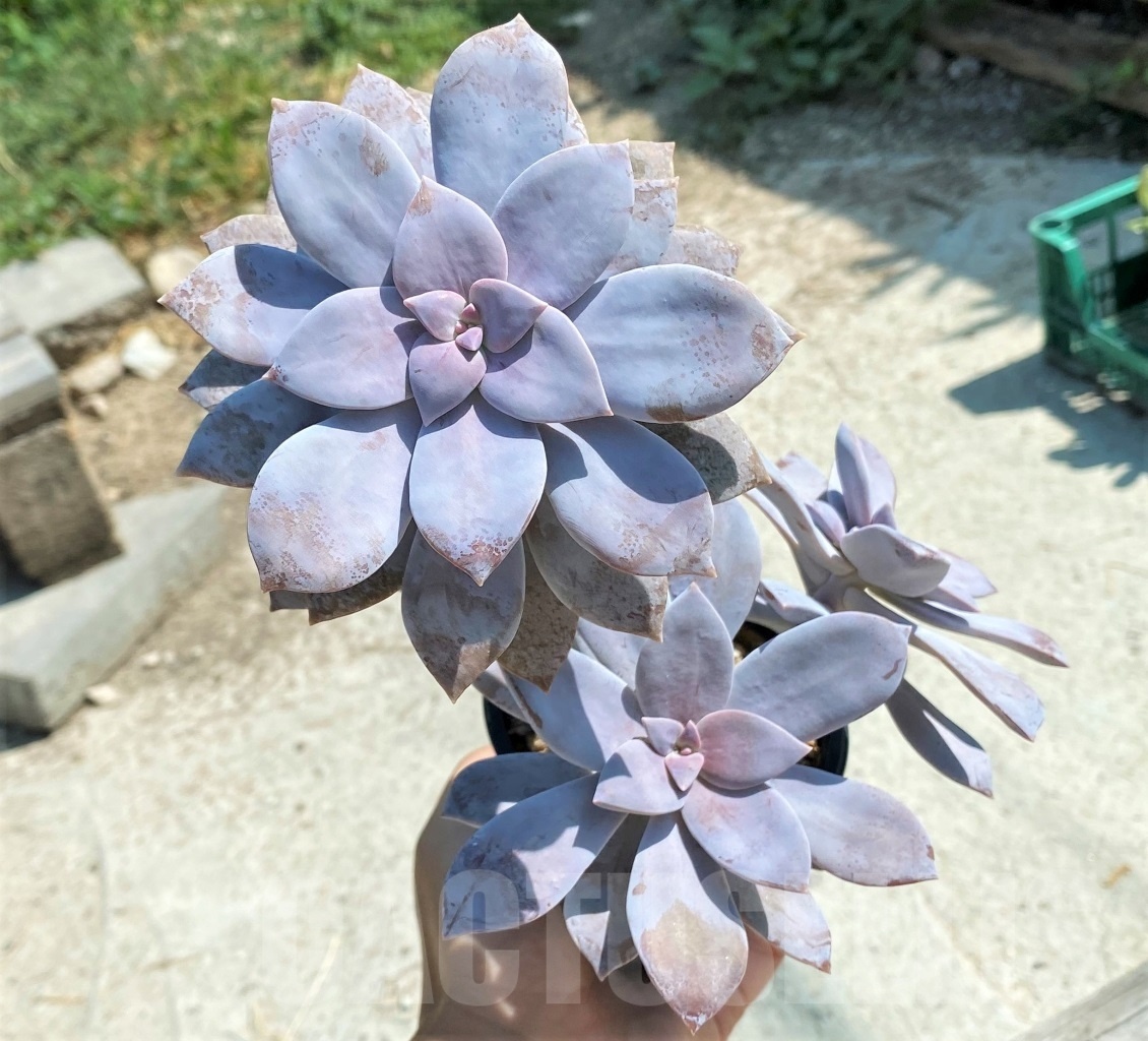 SHPR12765 Graptopetalum superbum - Image 2