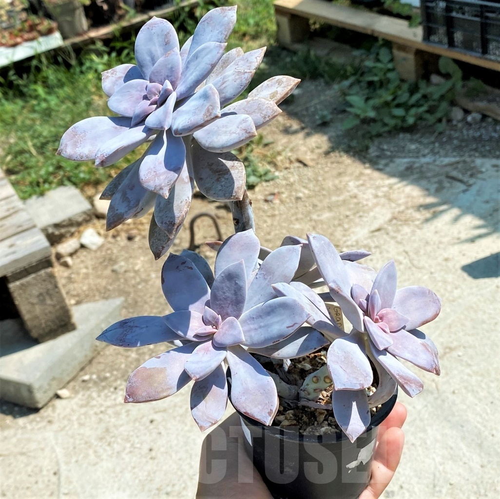 SHPR12765 Graptopetalum superbum