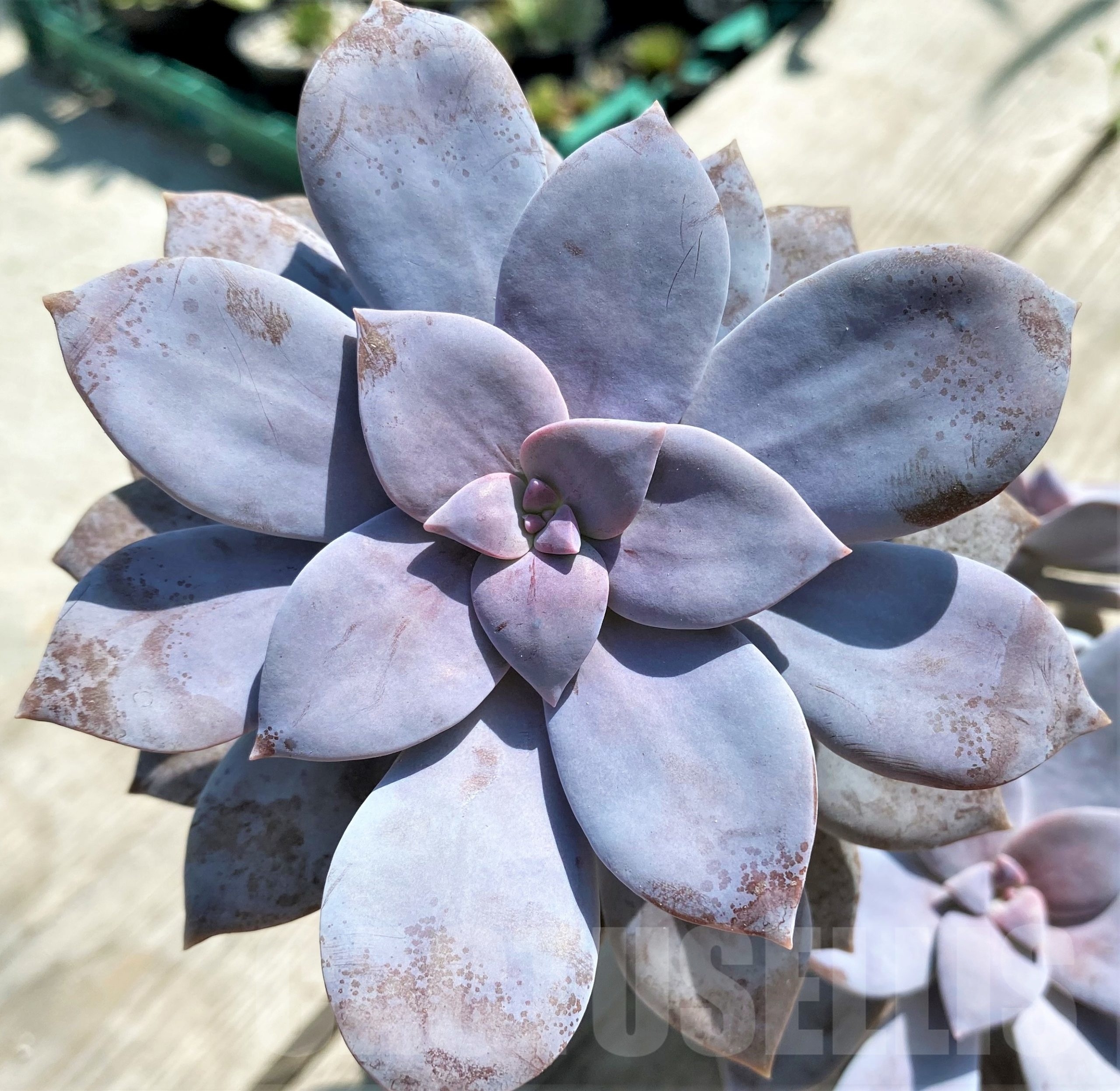 SHPR12765 Graptopetalum superbum - Image 3