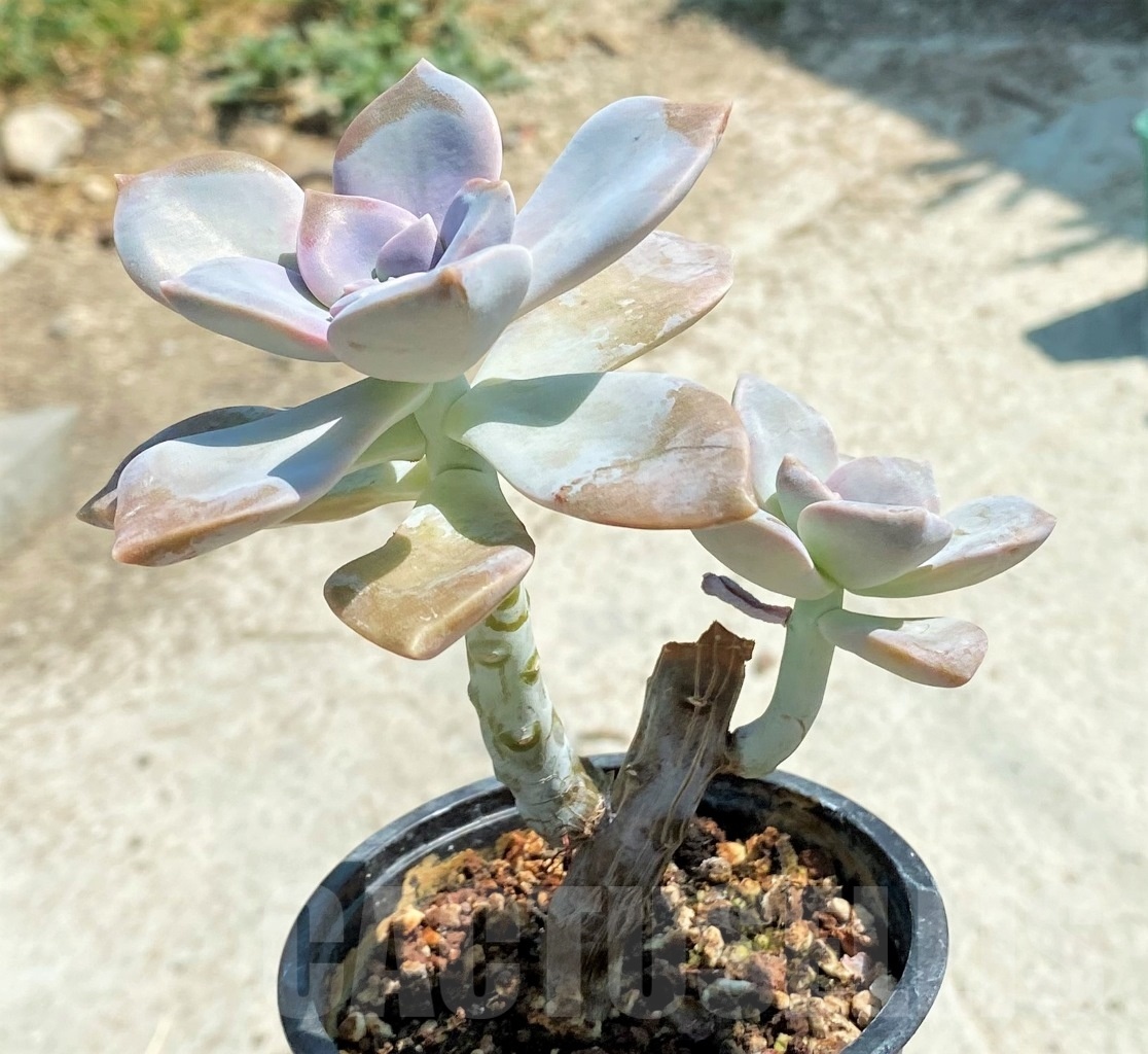 SHPR12766 Graptopetalum "Snow White" - Image 2