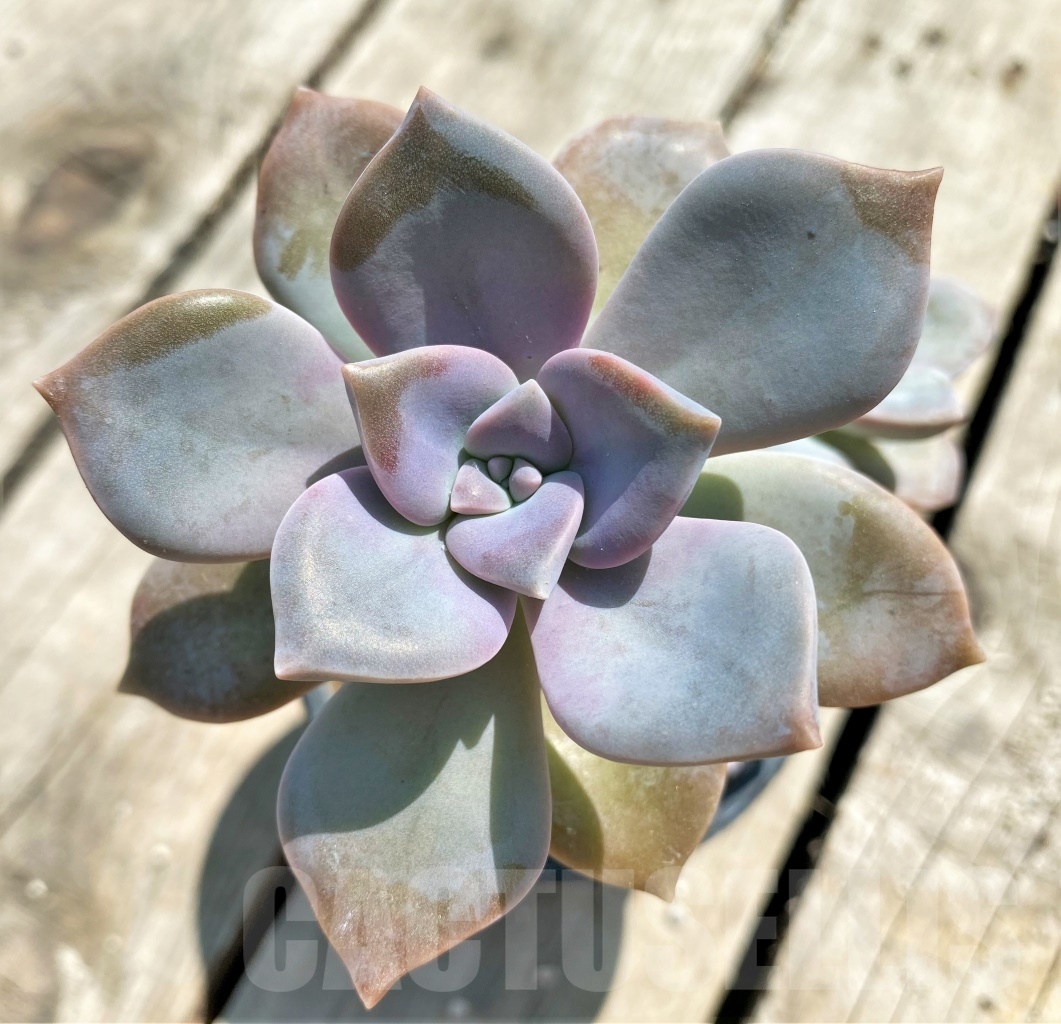 SHPR12766 Graptopetalum "Snow White"