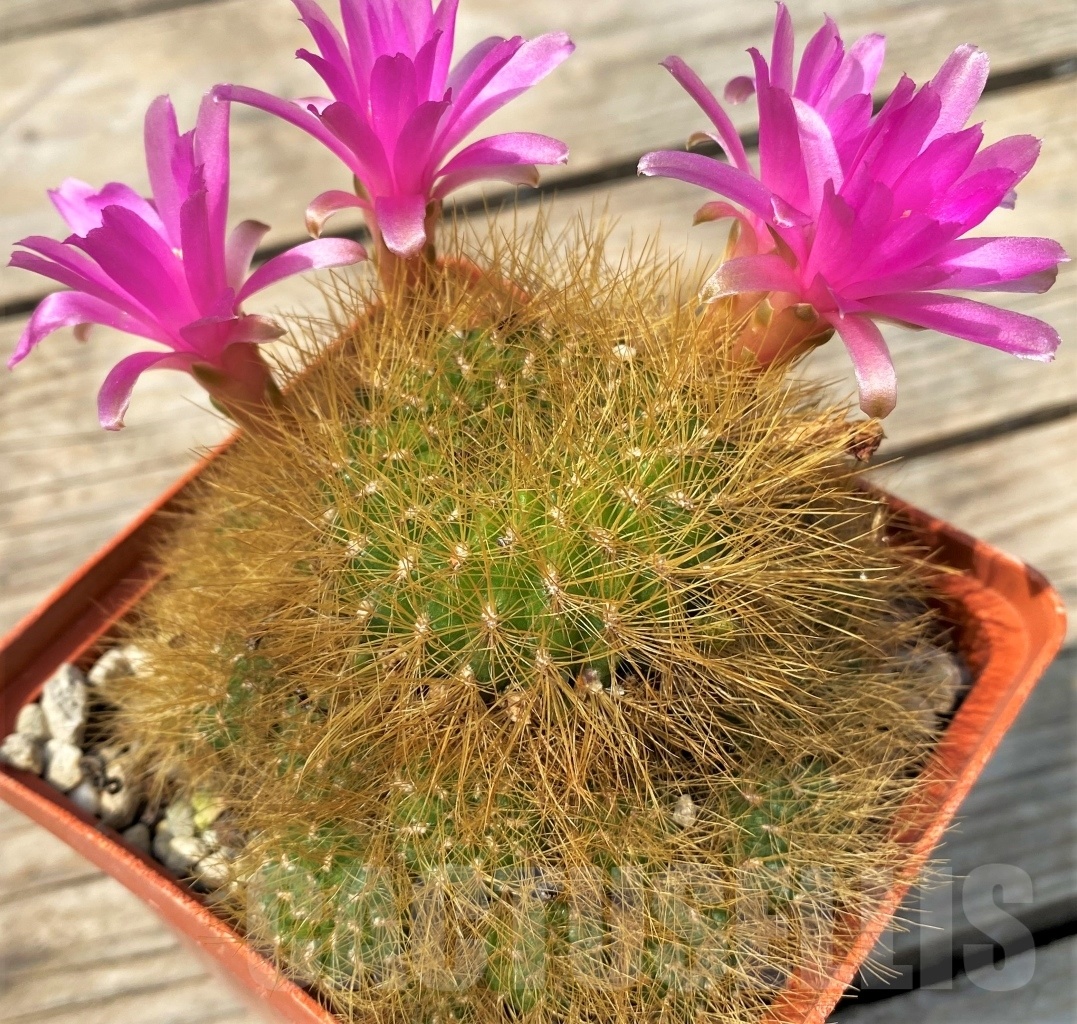 SHPR12825 Sulcorebutia swobodae HS 27 - immagine 2