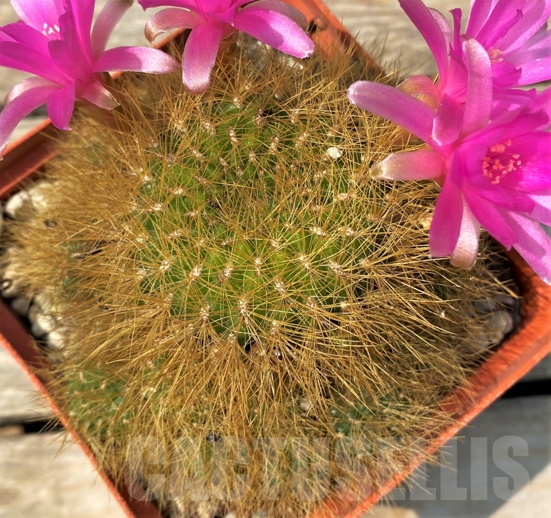 SHPR12825 Sulcorebutia swobodae HS 27 - immagine 3