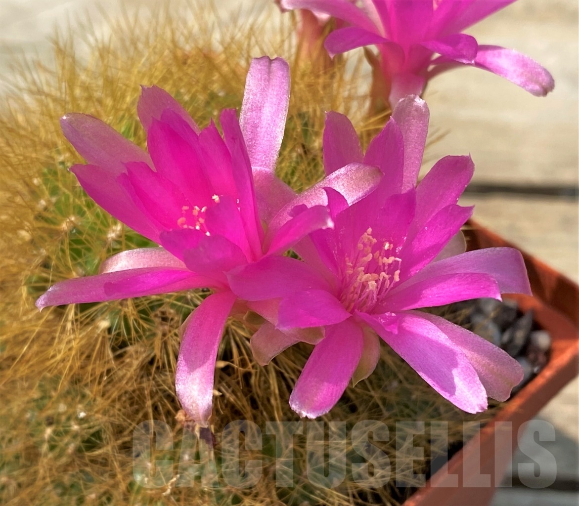 SHPR12825 Sulcorebutia swobodae HS 27