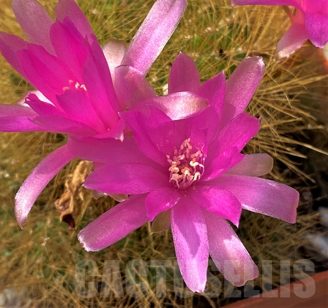 SHPR12825 Sulcorebutia swobodae HS 27 - immagine 4