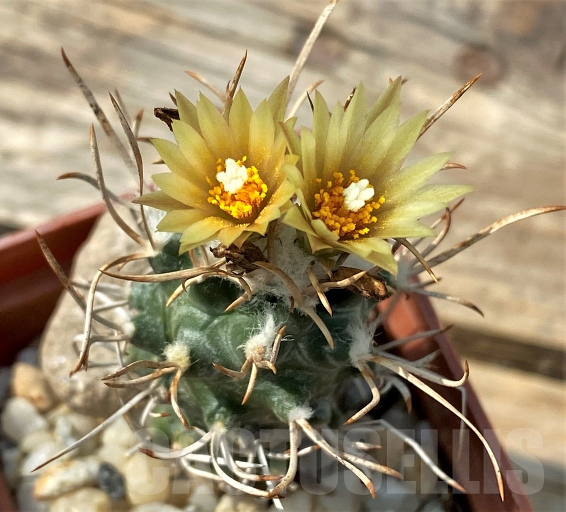 SHPR12826 Turbinicarpus flaviflorus
