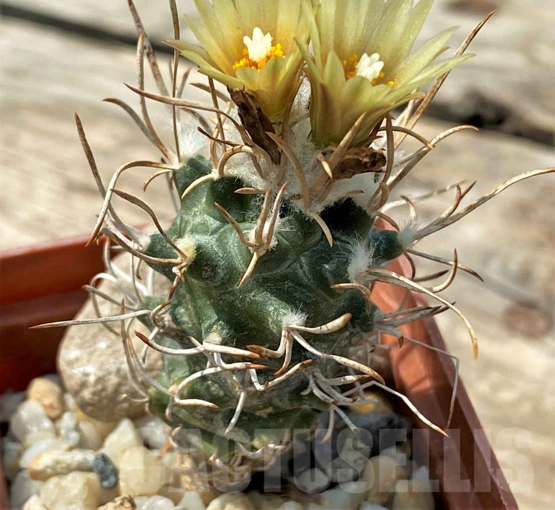 SHPR12826 Turbinicarpus flaviflorus - Image 2