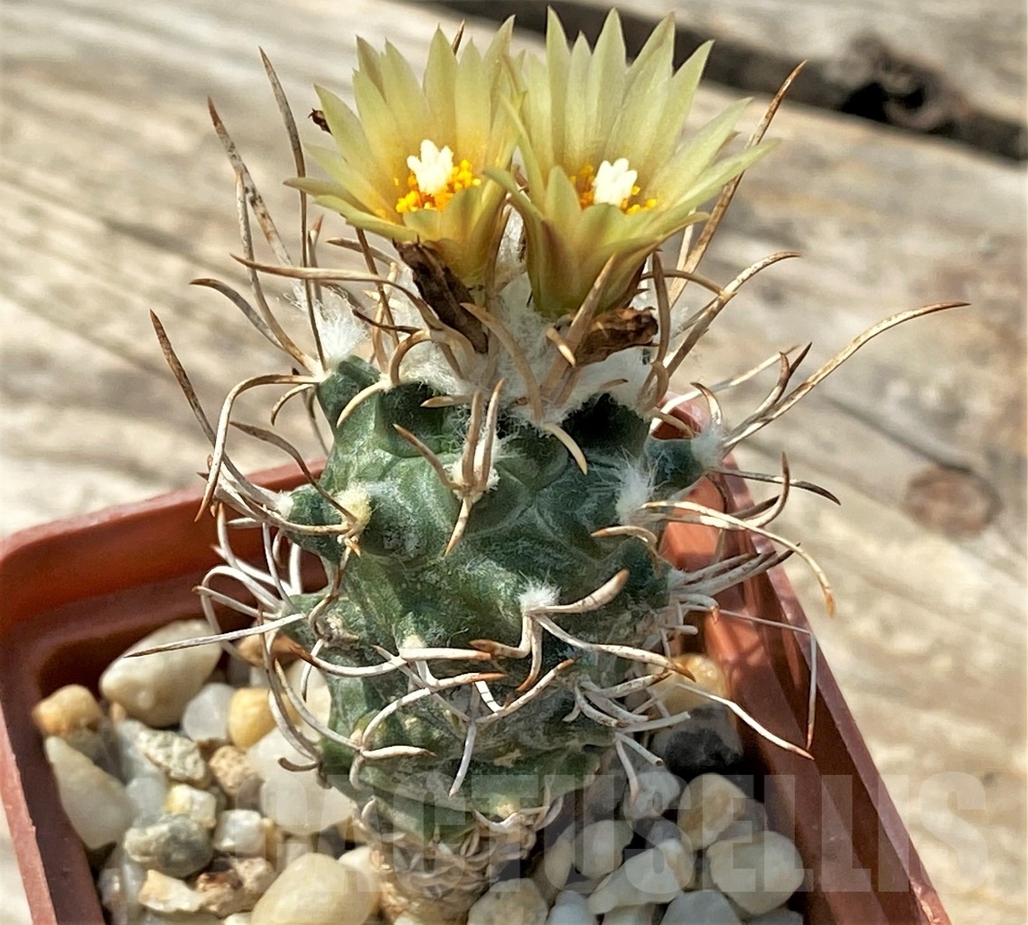 SHPR12826 Turbinicarpus flaviflorus - Image 3