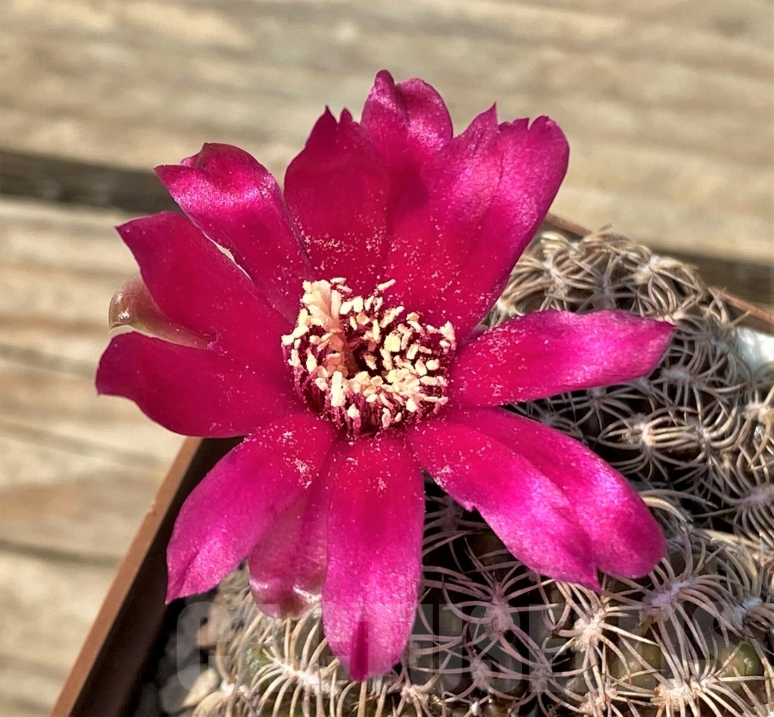 SHPR12829 Sulcorebutia dorana HS 0809