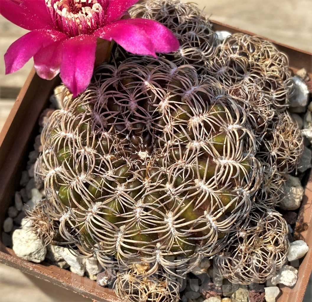 SHPR12829 Sulcorebutia dorana HS 0809 - Image 2