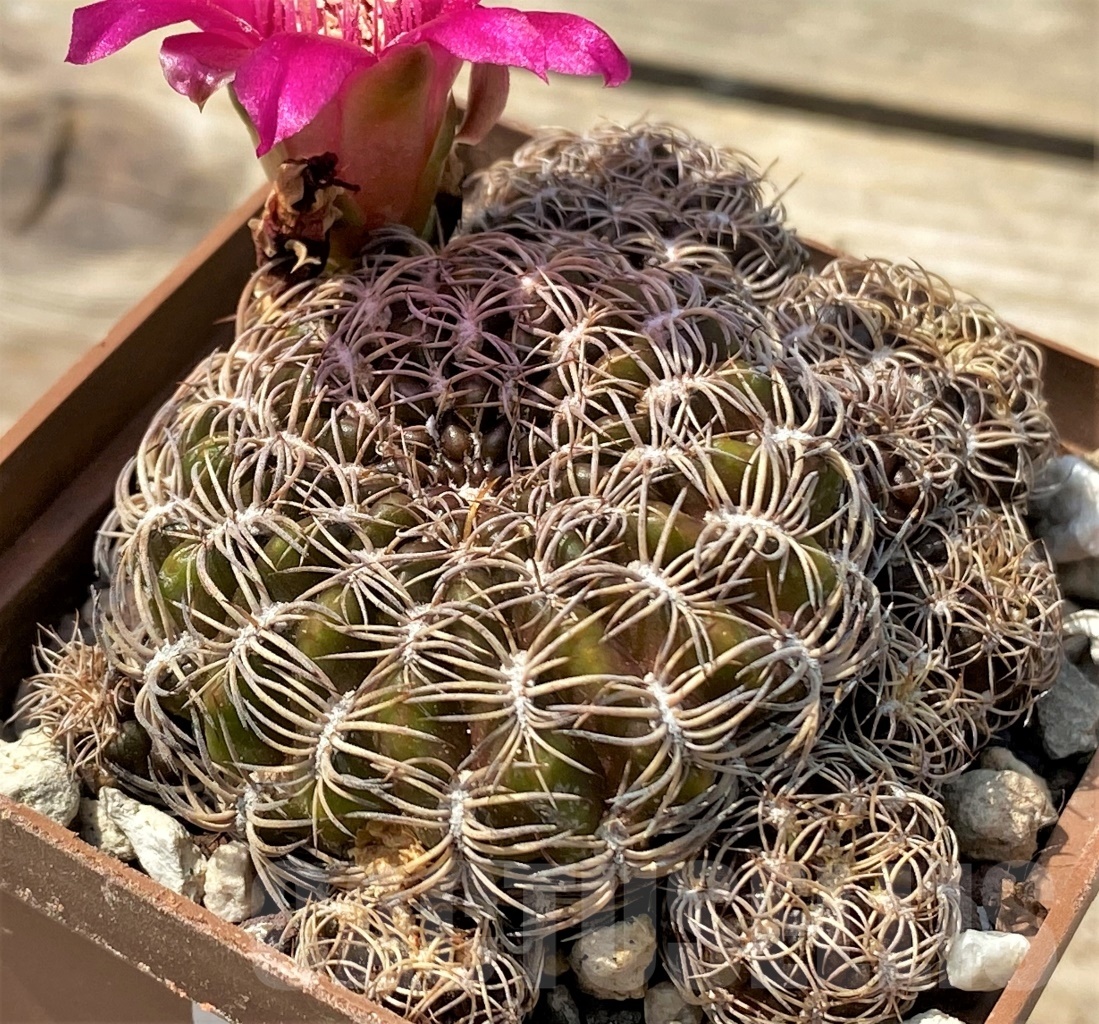 SHPR12829 Sulcorebutia dorana HS 0809 - Image 3