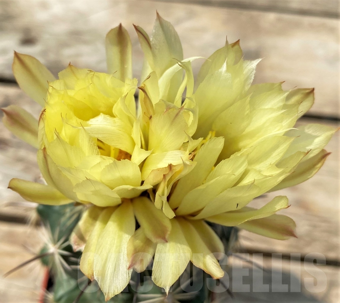 SHPR12830 Coryphantha calipensis