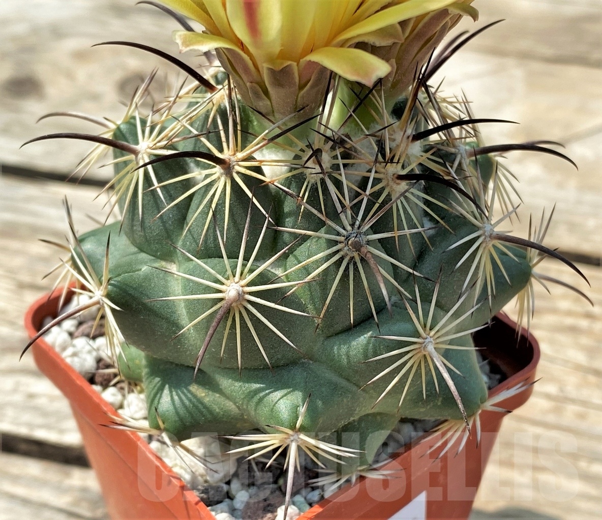 SHPR12830 Coryphantha calipensis - Image 2