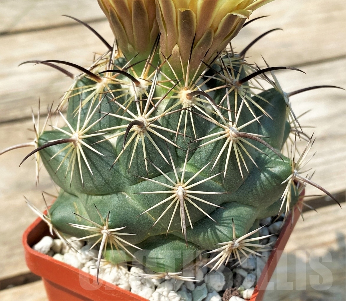 SHPR12830 Coryphantha calipensis - Image 3