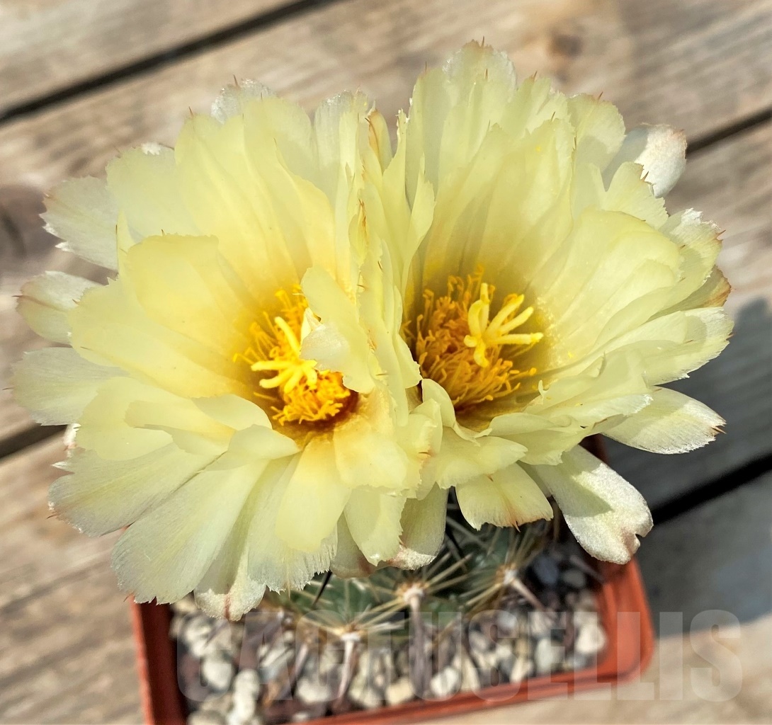 SHPR39642 Coryphantha calipensis - Obrázek 2