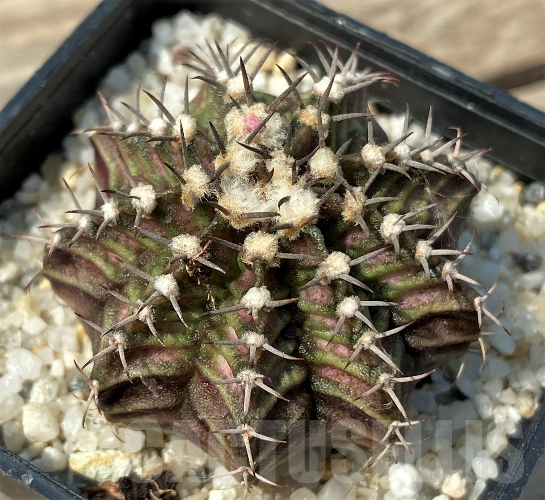 SHPR12781 Gymnocalycium mihanovichii 'T-rex' - Image 2