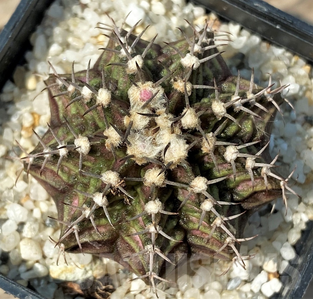 SHPR12781 Gymnocalycium mihanovichii 'T-rex'