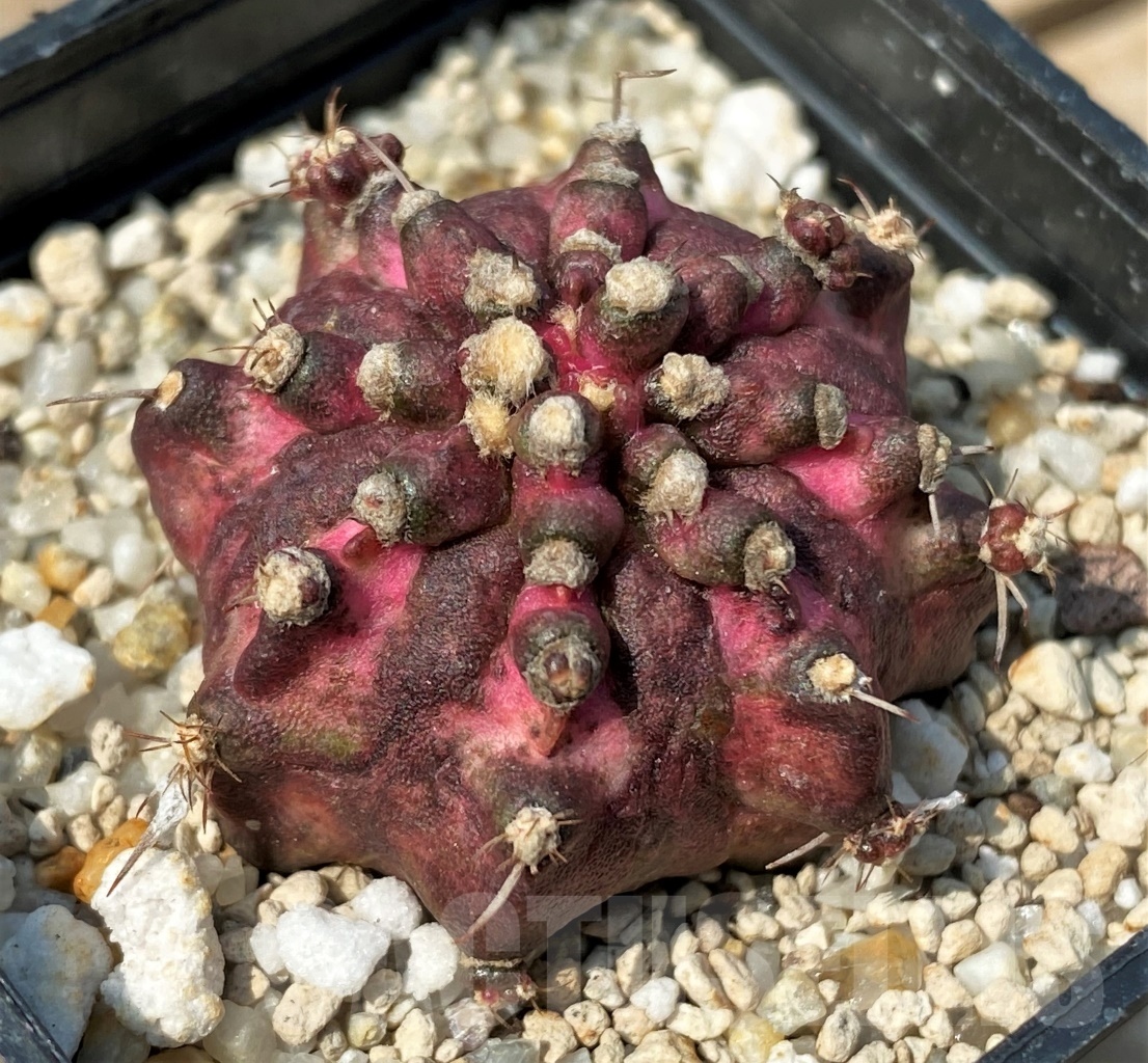 SHPR12783 Gymnocalycium mihanovichii 'T-rex' - 画像 (2)