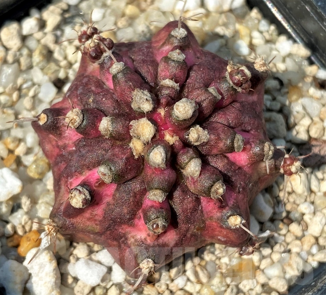 SHPR12783 Gymnocalycium mihanovichii 'T-rex'