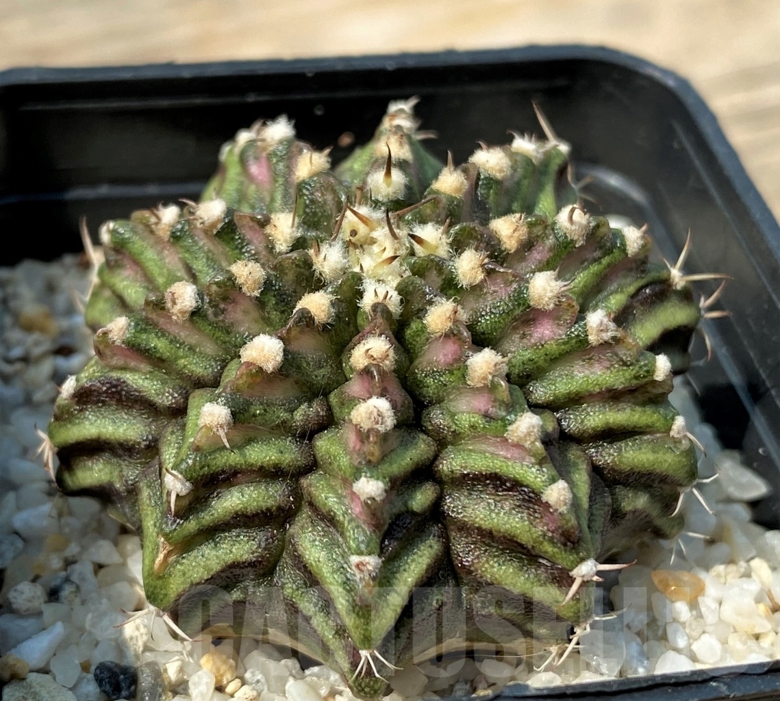 SHPR12785 Gymnocalycium mihanovichii 'T-rex' - 画像 (2)
