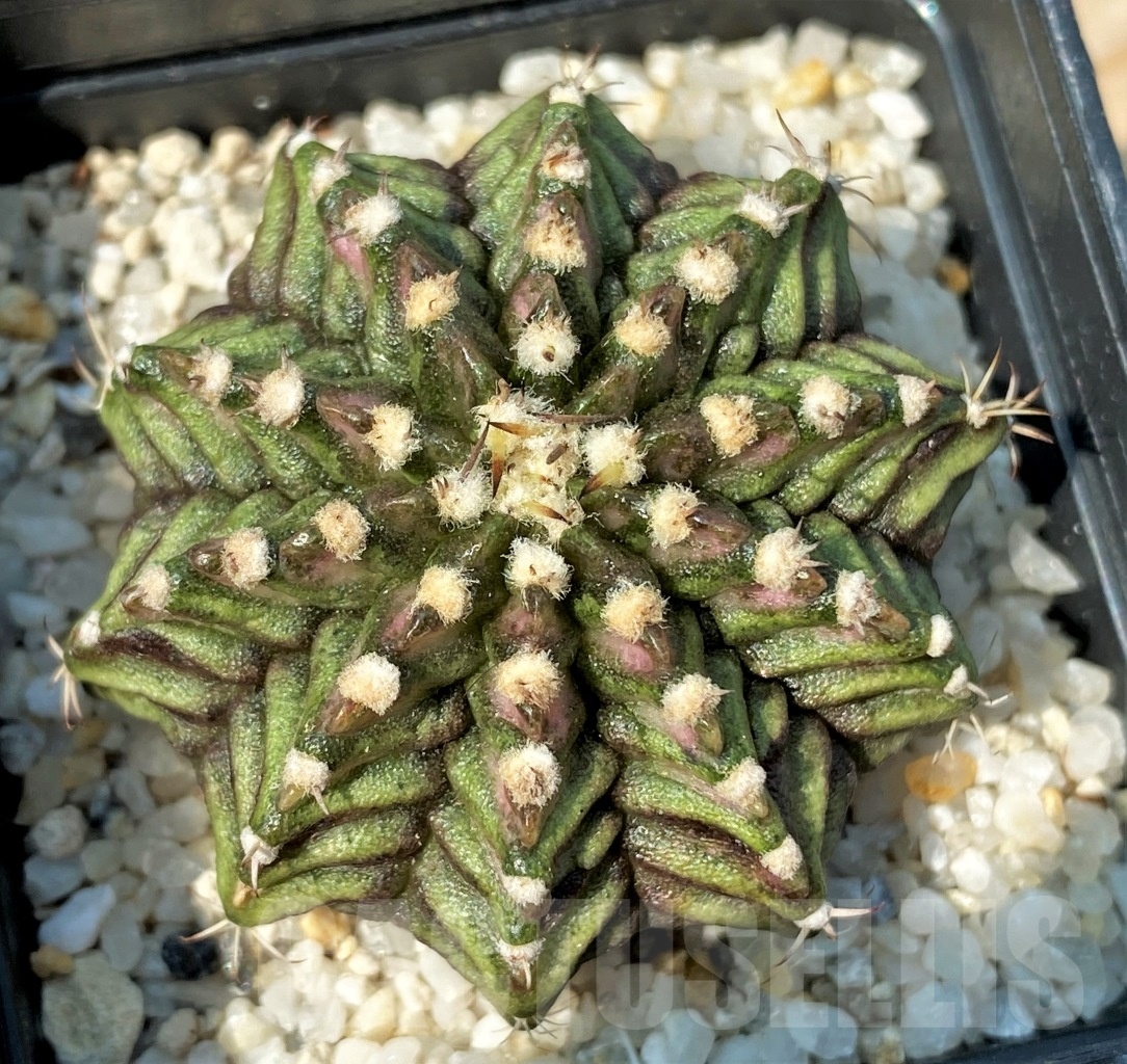 SHPR12785 Gymnocalycium mihanovichii 'T-rex'