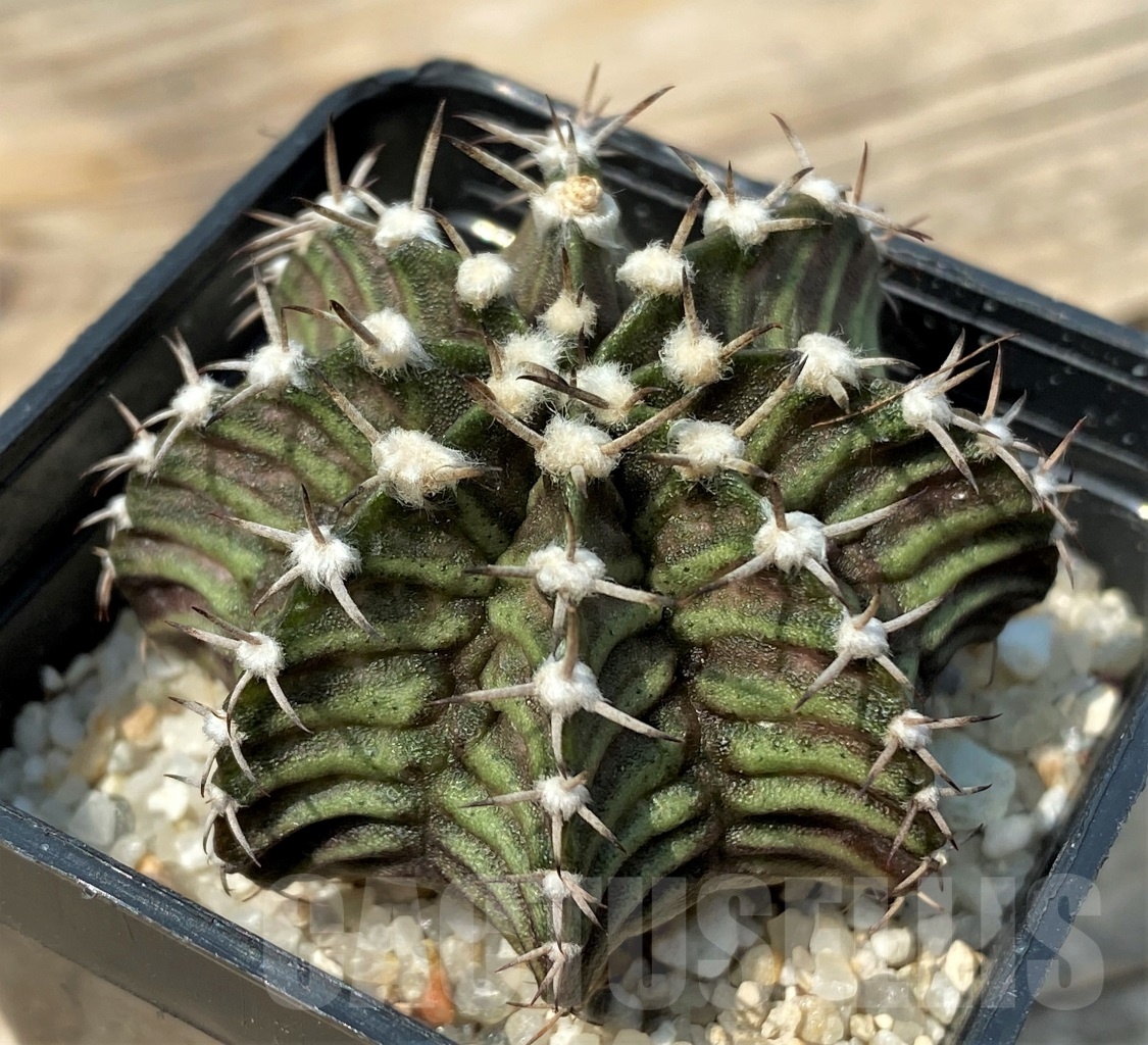 SHPR12787 Gymnocalycium mihanovichii 'T-rex' - Obrázek 2
