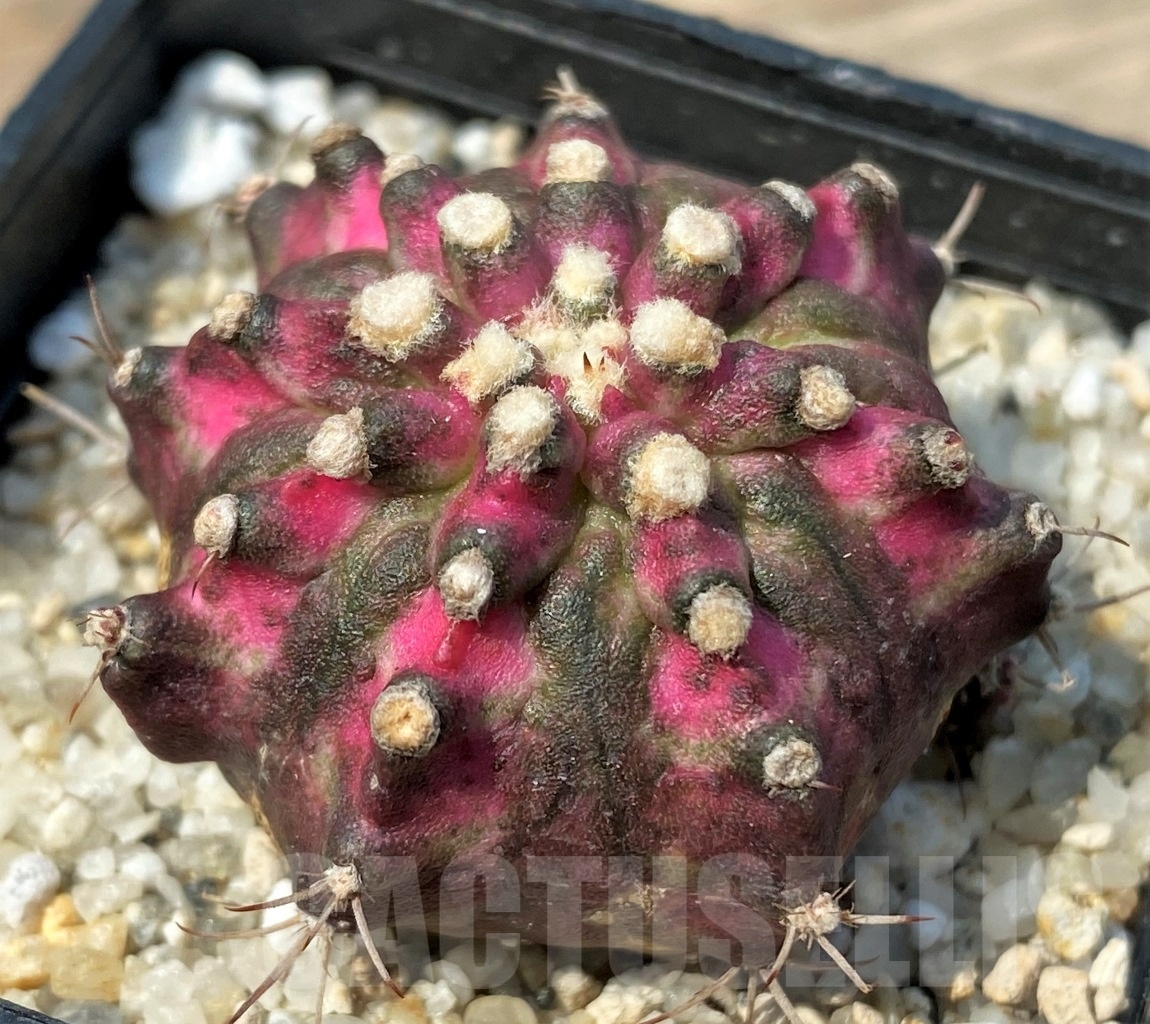 SHPR12788 Gymnocalycium mihanovichii 'T-rex' - Image 2