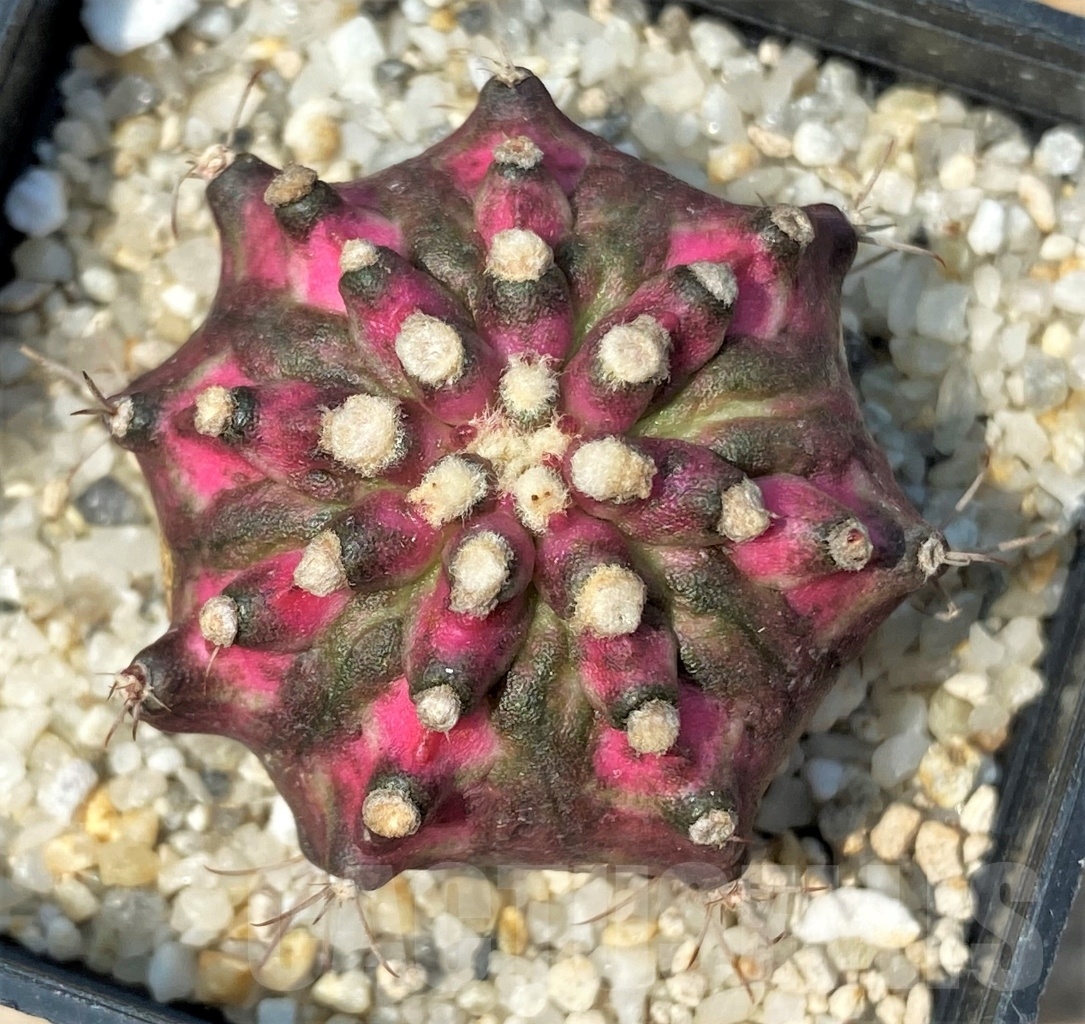 SHPR12788 Gymnocalycium mihanovichii 'T-rex'