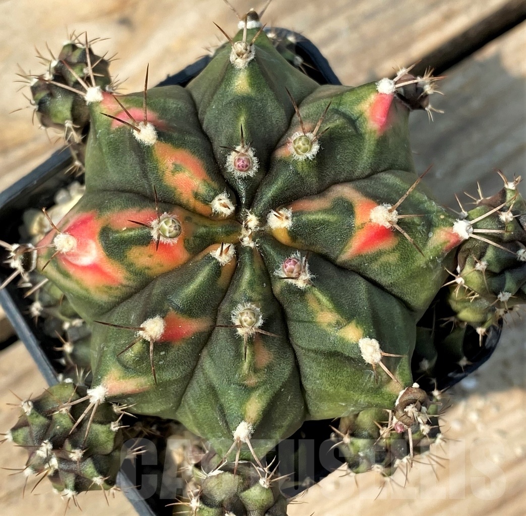 SHPR12789 Gymnocalycium mihanovichii f. variegata