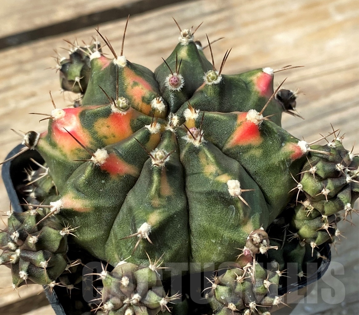 SHPR12789 Gymnocalycium mihanovichii f. variegata - Image 2