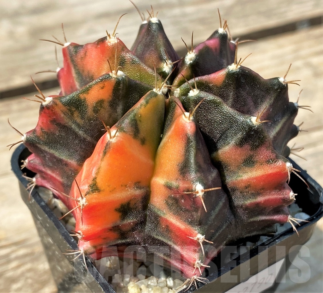SHPR12790 Gymnocalycium mihanovichii f. variegata – Image 2