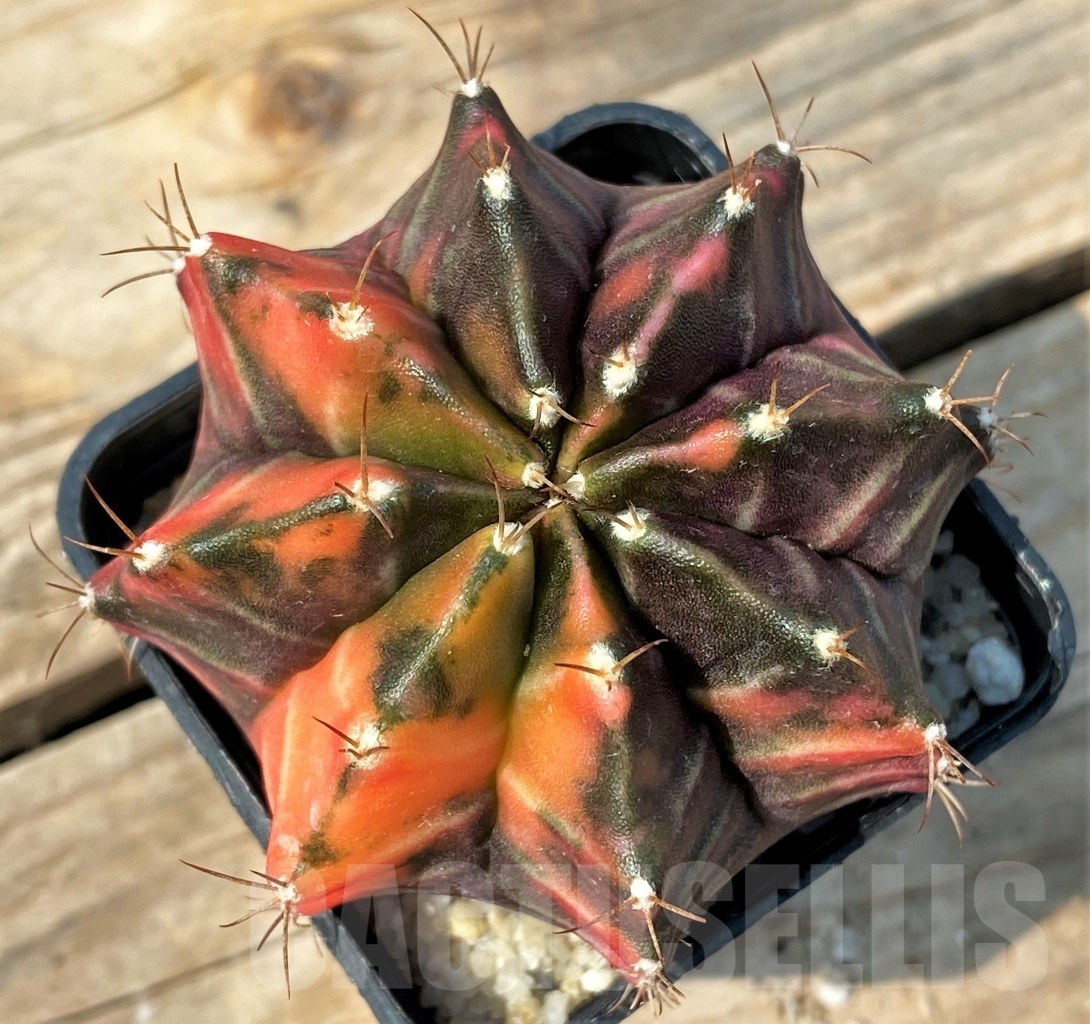 SHPR12790 Gymnocalycium mihanovichii f. variegata
