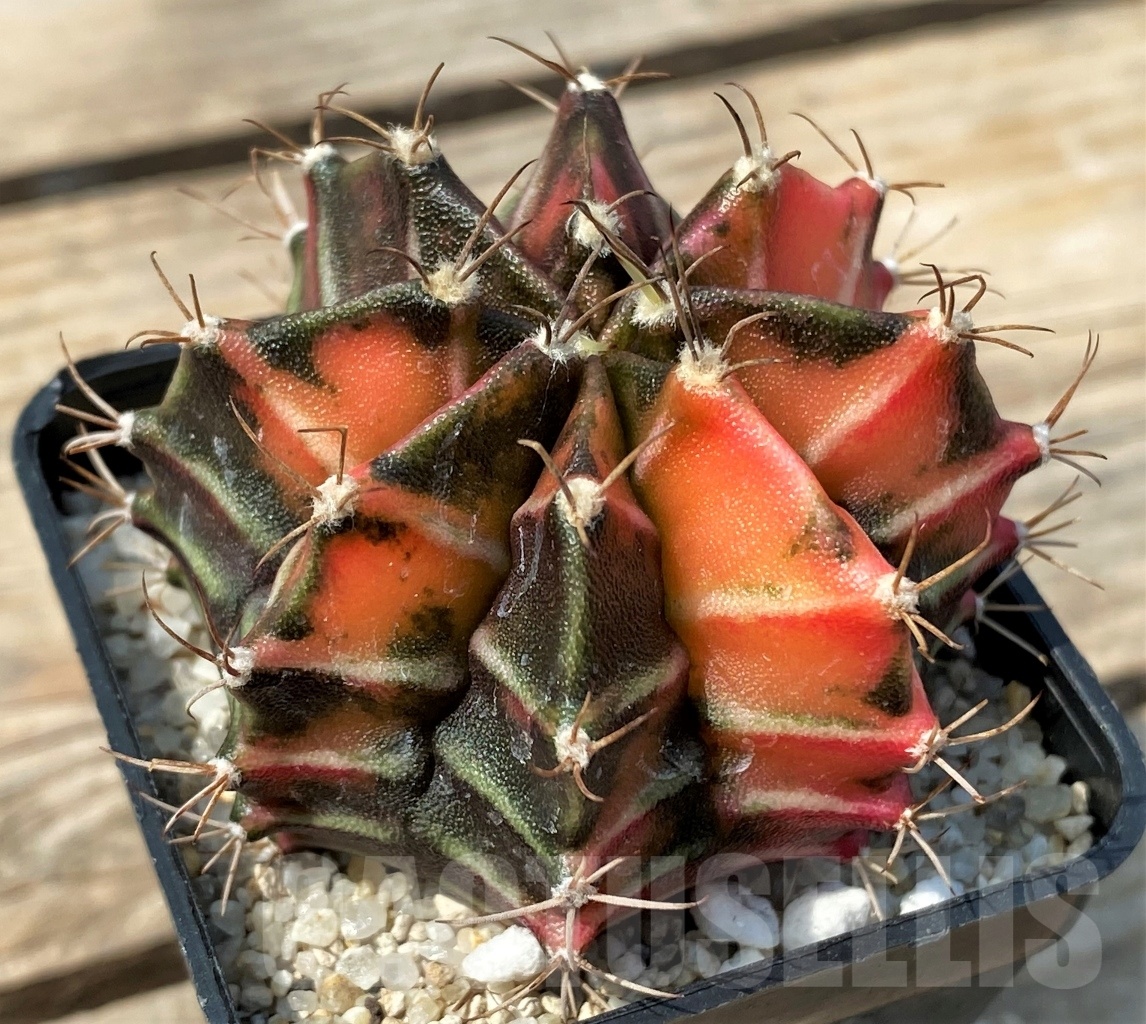 SHPR12791 Gymnocalycium mihanovichii f. variegata - Image 2