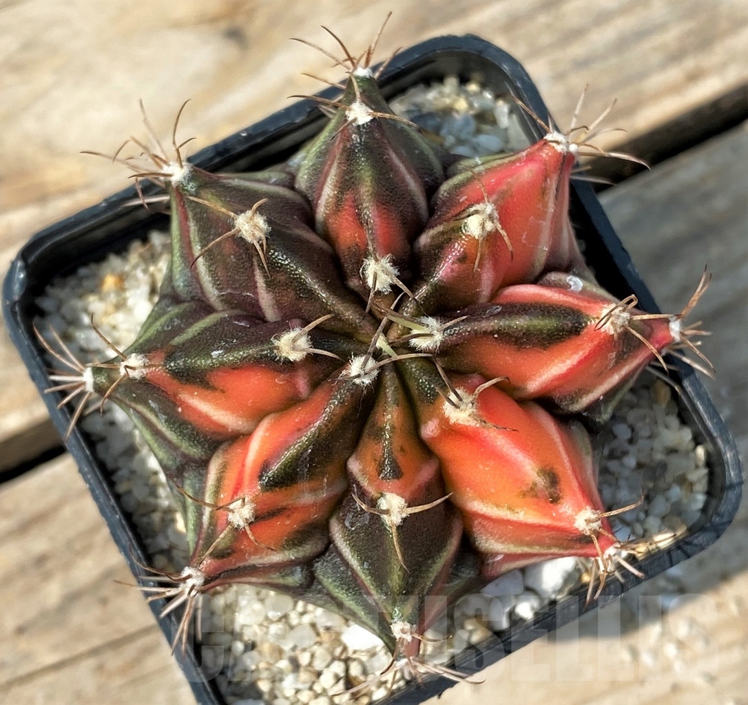 SHPR12791 Gymnocalycium mihanovichii f. variegata
