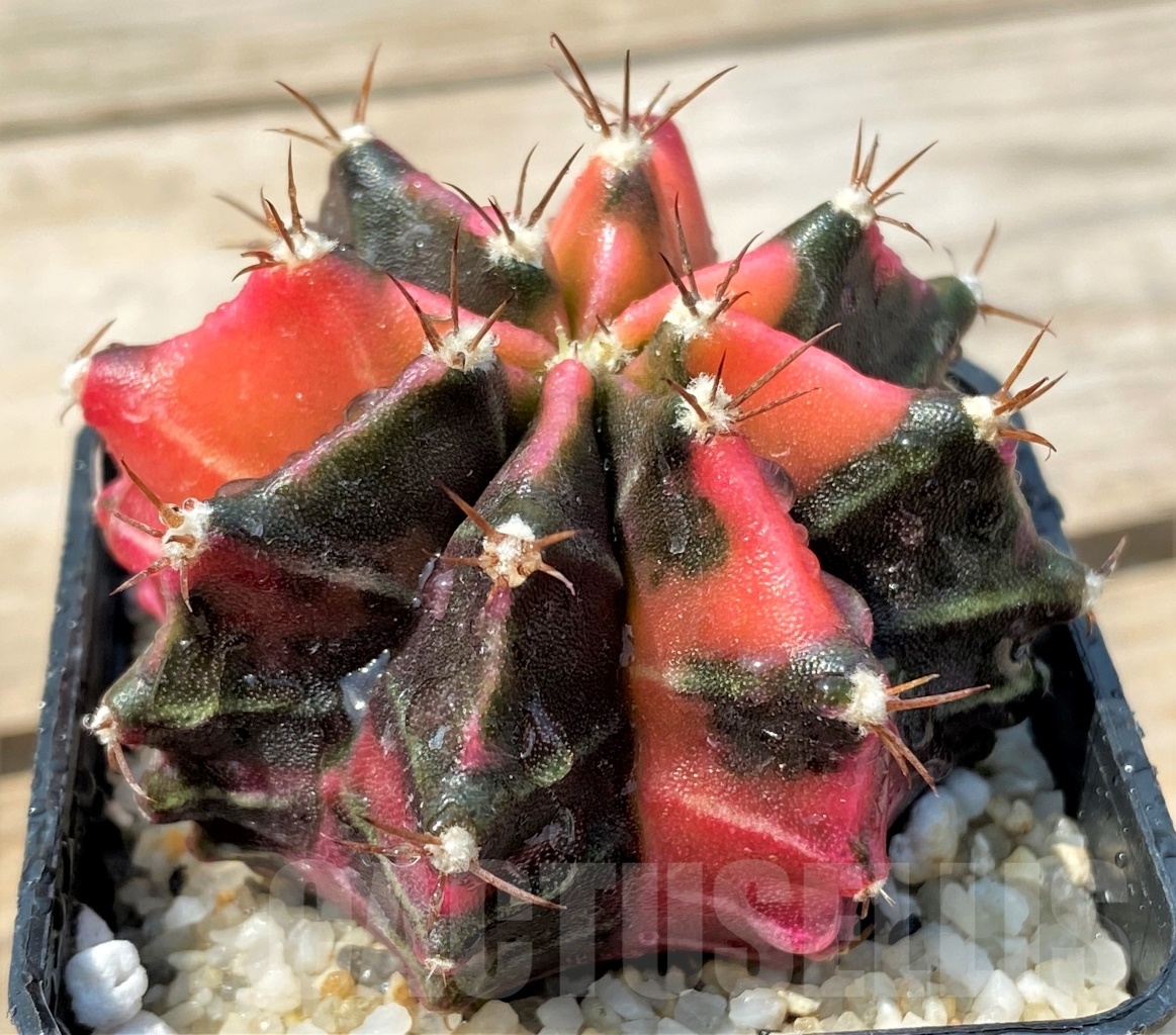 SHPR12792 Gymnocalycium mihanovichii f. variegata - Image 2