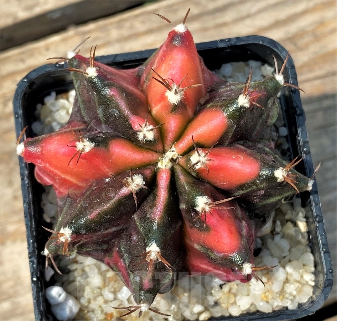 SHPR12792 Gymnocalycium mihanovichii f. variegata