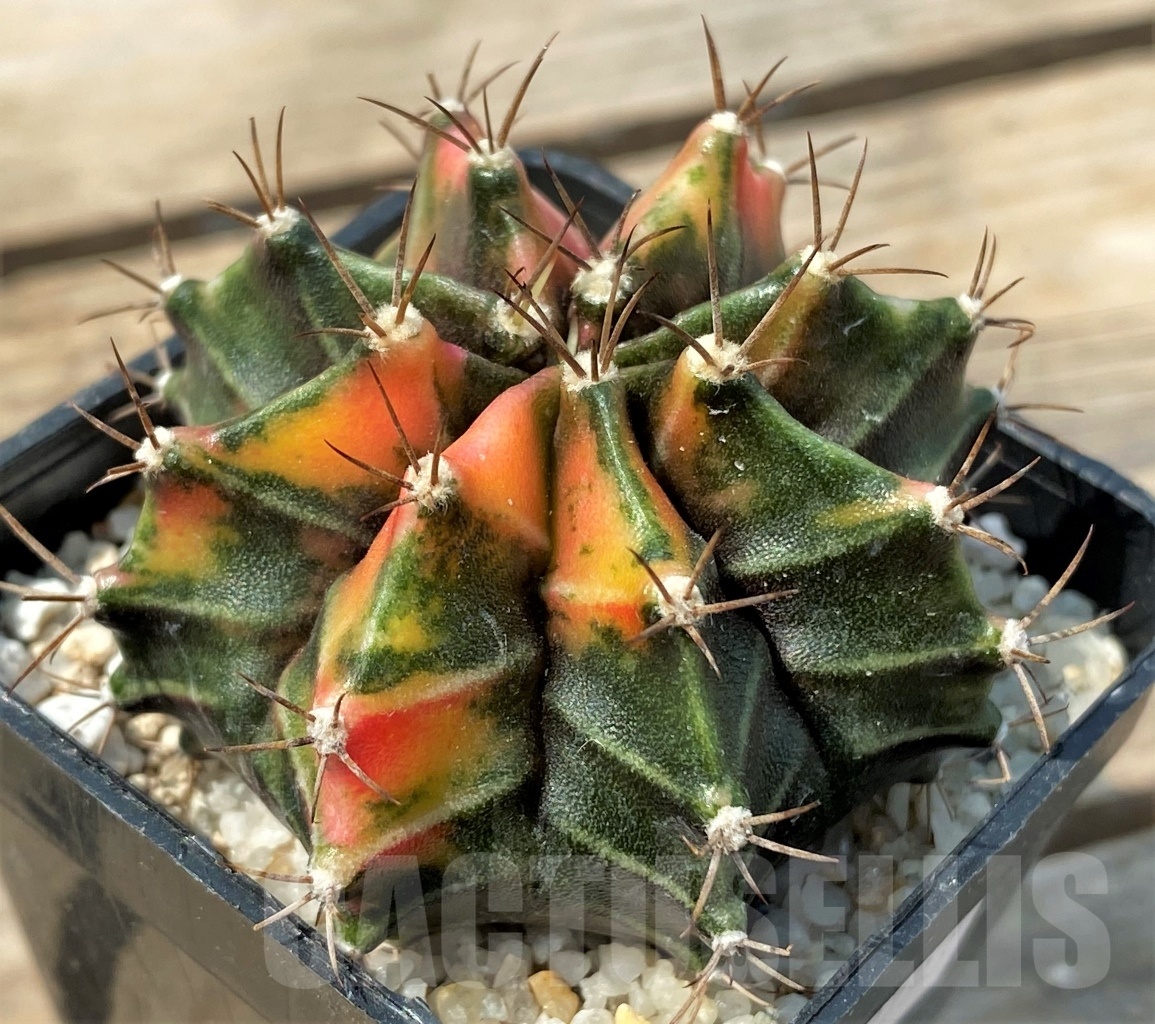 SHPR12793 Gymnocalycium mihanovichii f. variegata - Image 2