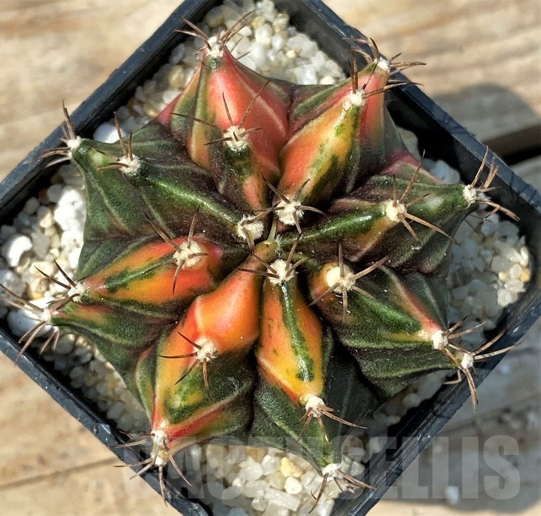 SHPR12793 Gymnocalycium mihanovichii f. variegata