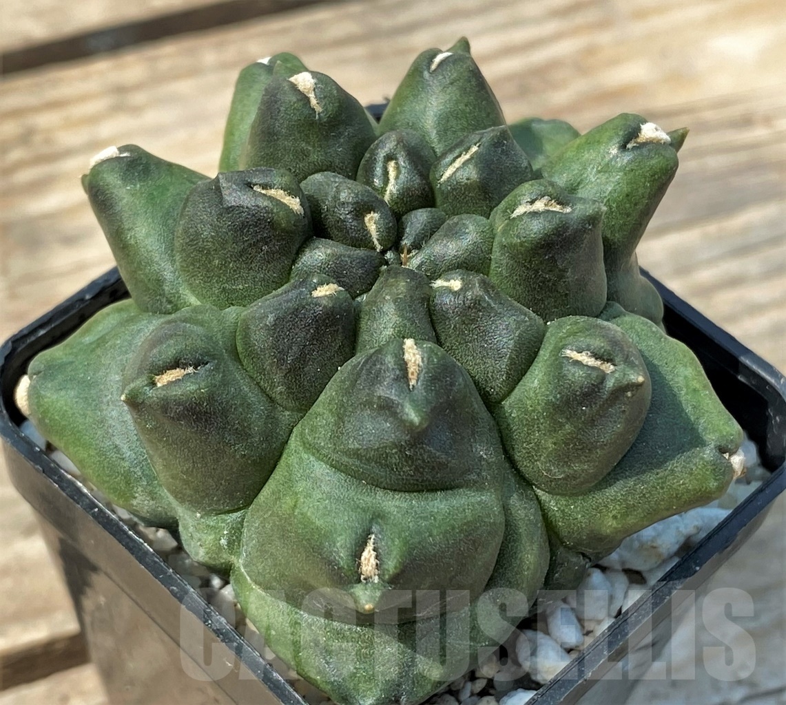 SHPR12795 Gymnocalycium 'Kikko' f. monstrosa - Image 2