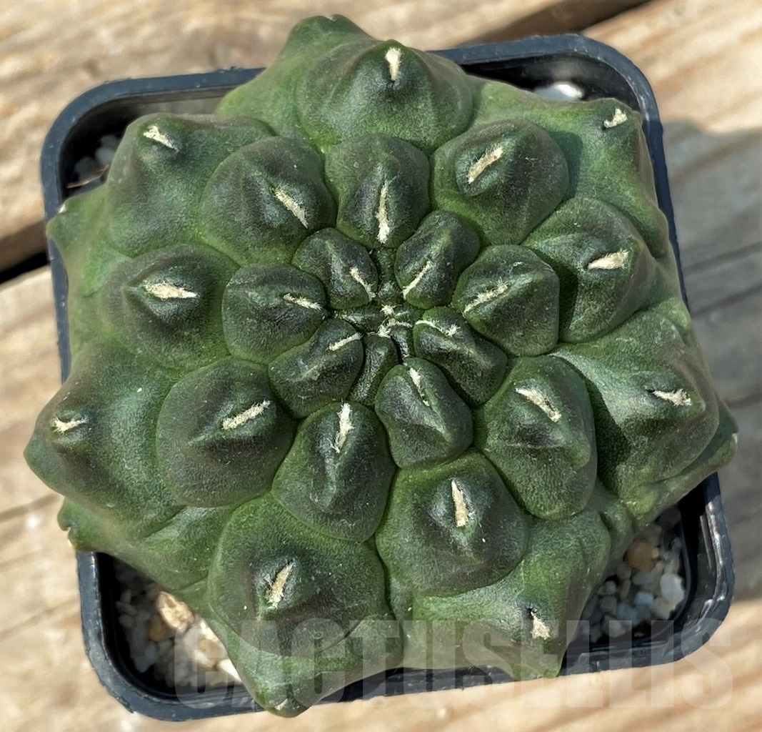 SHPR12796 Gymnocalycium 'Kikko'