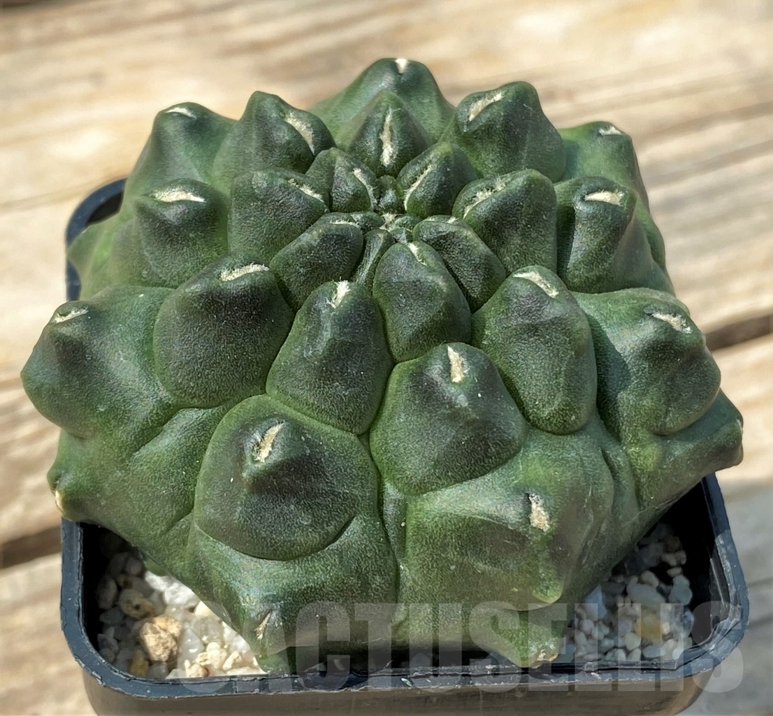 SHPR12796 Gymnocalycium 'Kikko' - Image 2