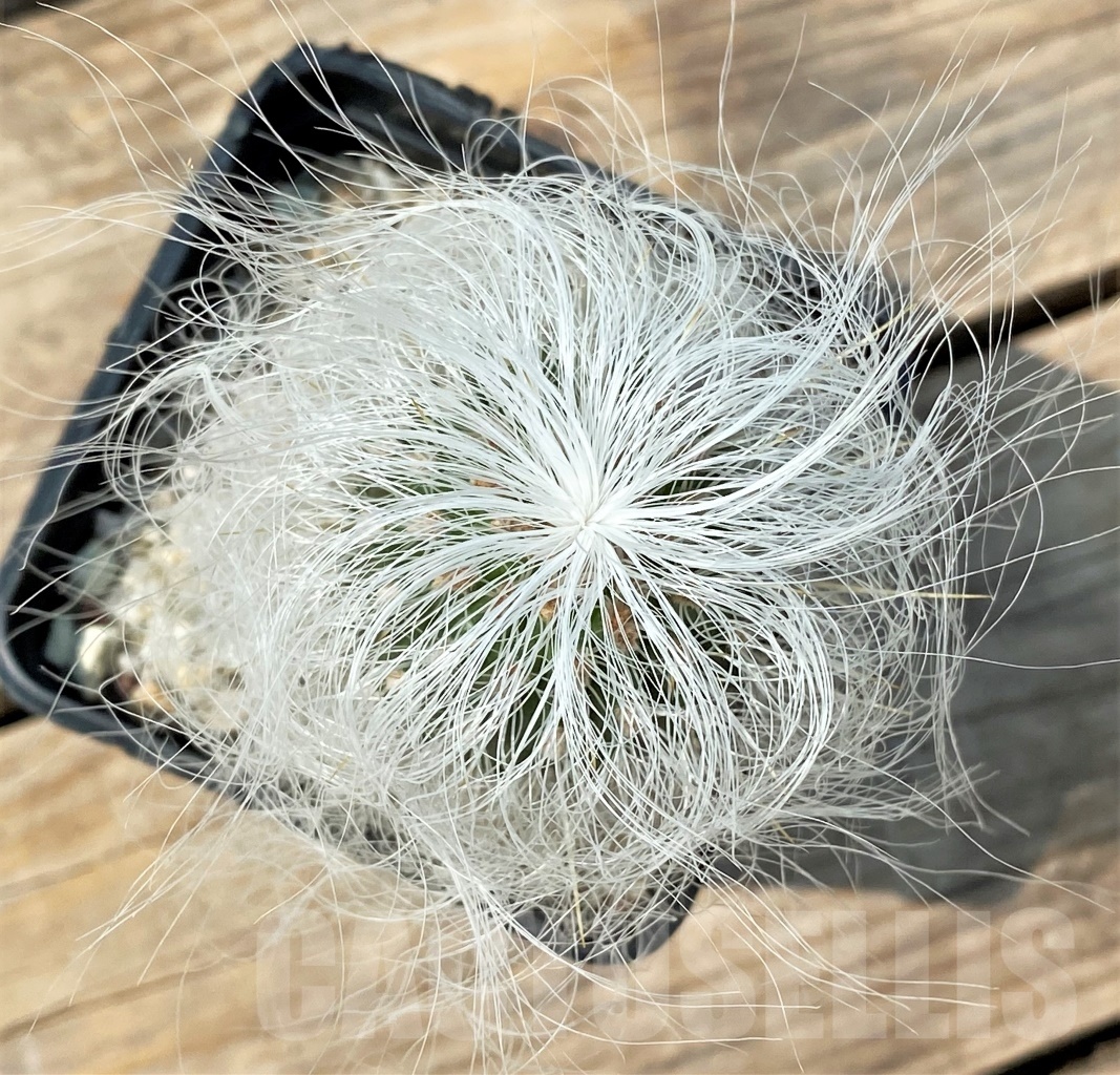 SHPR12797 Cephalocereus senilis - Image 2